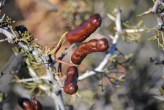 Prosopis denudans