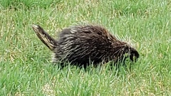 Erethizon dorsatum dorsatum