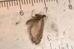 Semioscopis