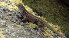 Sceloporus licki
