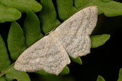 Scopula nigropunctata