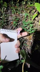 Sarcochilus ceciliae