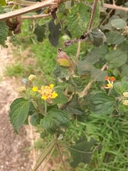Lantana camara