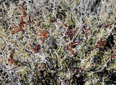 Prosopis denudans
