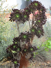 Aeonium arboreum
