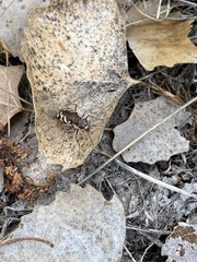 Cicindela tranquebarica diffracta