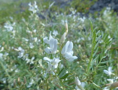 Astragalus tenellus
