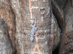 Hemidactylus platycephalus