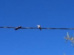 Streptopelia decaocto