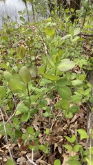 Lonicera reticulata