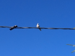 Streptopelia decaocto