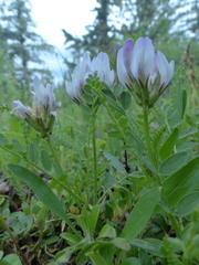 Astragalus agrestis