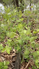 Lonicera reticulata