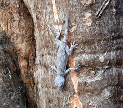 Hemidactylus platycephalus