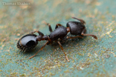 Temnothorax schaumii