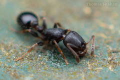 Temnothorax schaumii