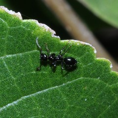 Colobopsis gasseri