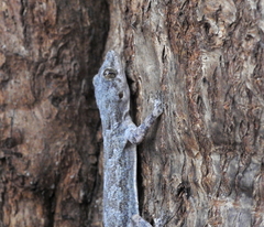 Hemidactylus platycephalus