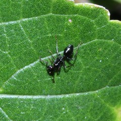 Colobopsis gasseri
