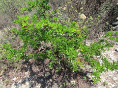 Vachellia rigidula