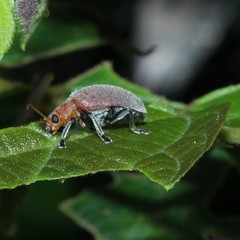Menippus cynicus