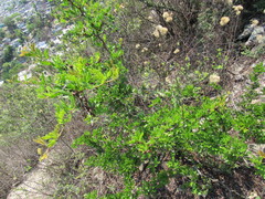 Vachellia rigidula