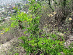 Vachellia rigidula