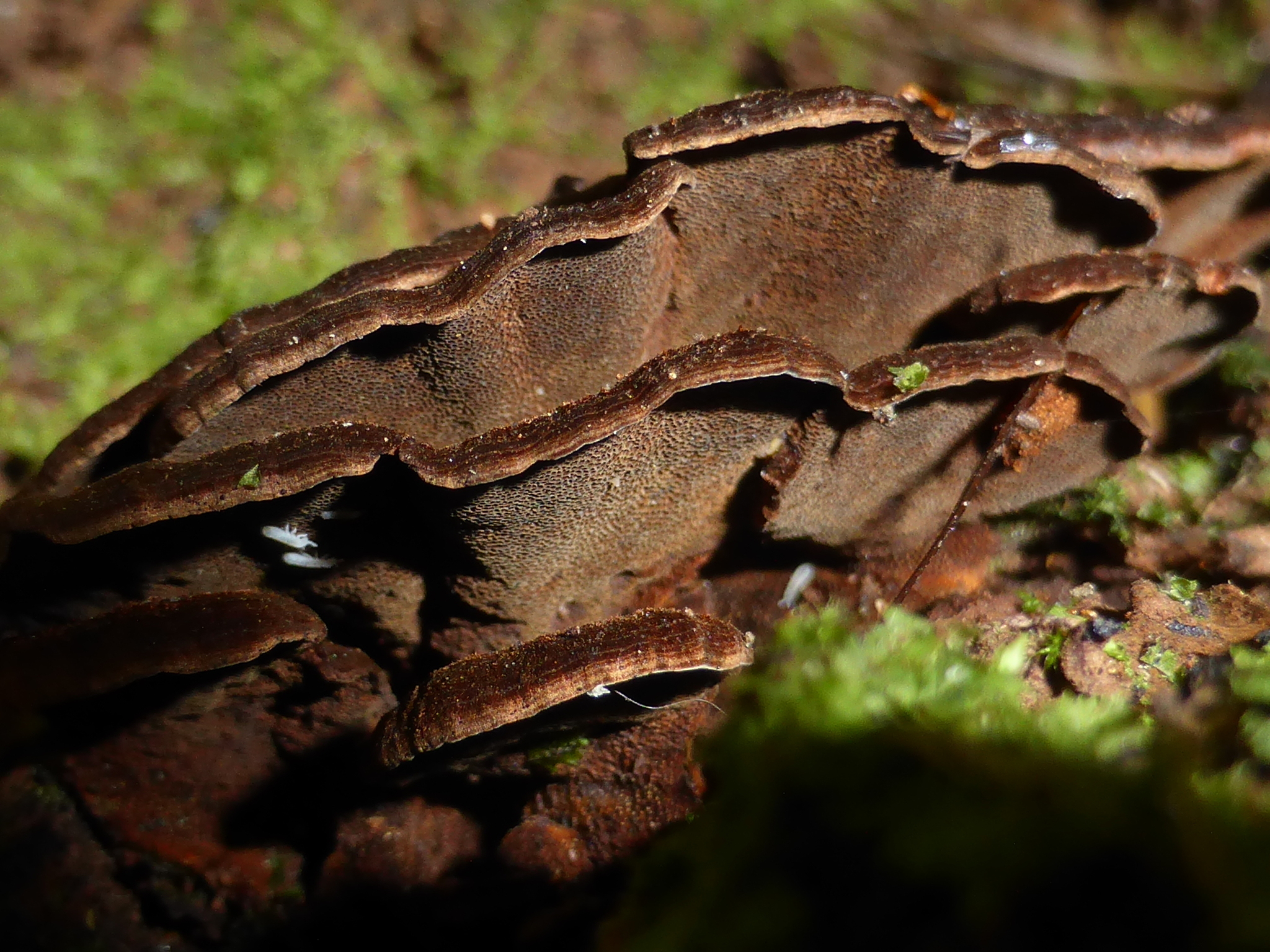 Inonotus tabacinus image