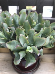 Crassula arborescens undulatifolia