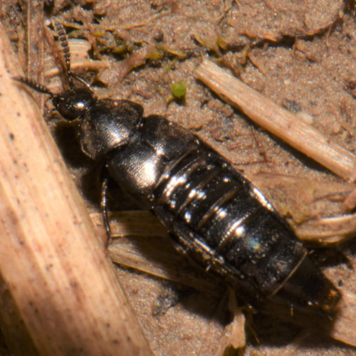 Rove beetle