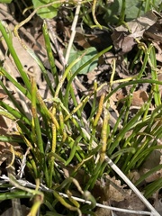 Puccinia allii
