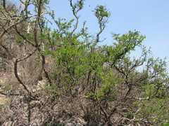 Vachellia rigidula