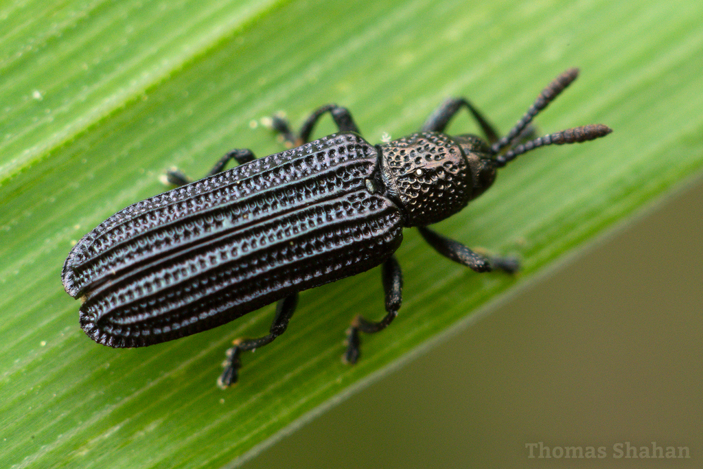 Anisostena nigrita
