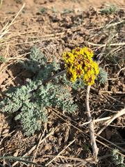 Lomatium foeniculaceum