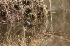 Pseudemys rubriventris
