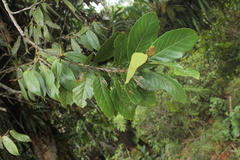 Trigonobalanus excelsa