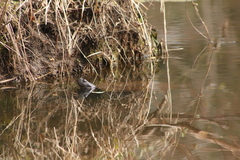 Pseudemys rubriventris