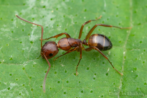 Bearded Carpenter ant