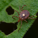 Lone Star Tick - Photo (c) Thomas Shahan, some rights reserved (CC BY-NC), uploaded by Thomas Shahan
