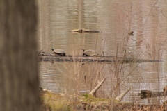 Pseudemys rubriventris