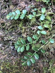 Elatostema obtusum trilobulatum