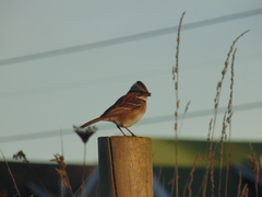 Zonotrichia capensis chilensis