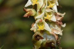 Brachystele camporum