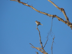 Pyrope pyrope pyrope