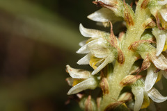 Brachystele camporum