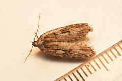 Semioscopis