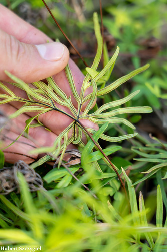Doryopteris subdecipiens