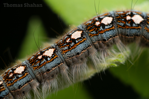 Forest Tent Caterpillar Moth, photo 5 of 10