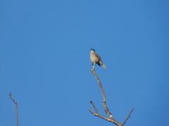 Pyrope pyrope pyrope