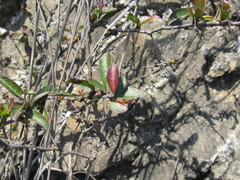Xylosma flexuosa